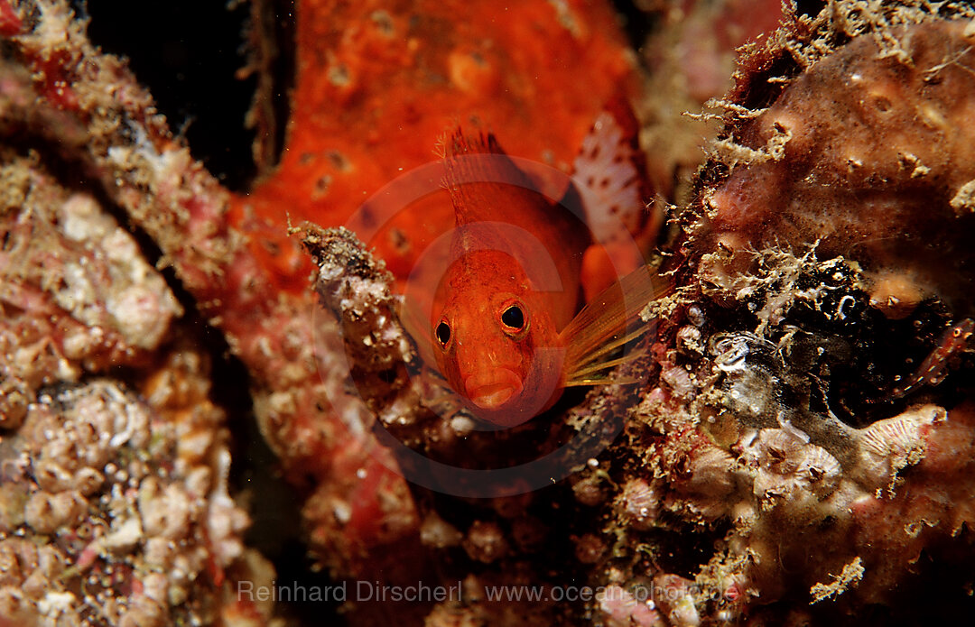 Dwarf hawkfish
