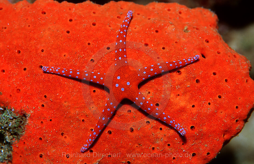 Red Starfish