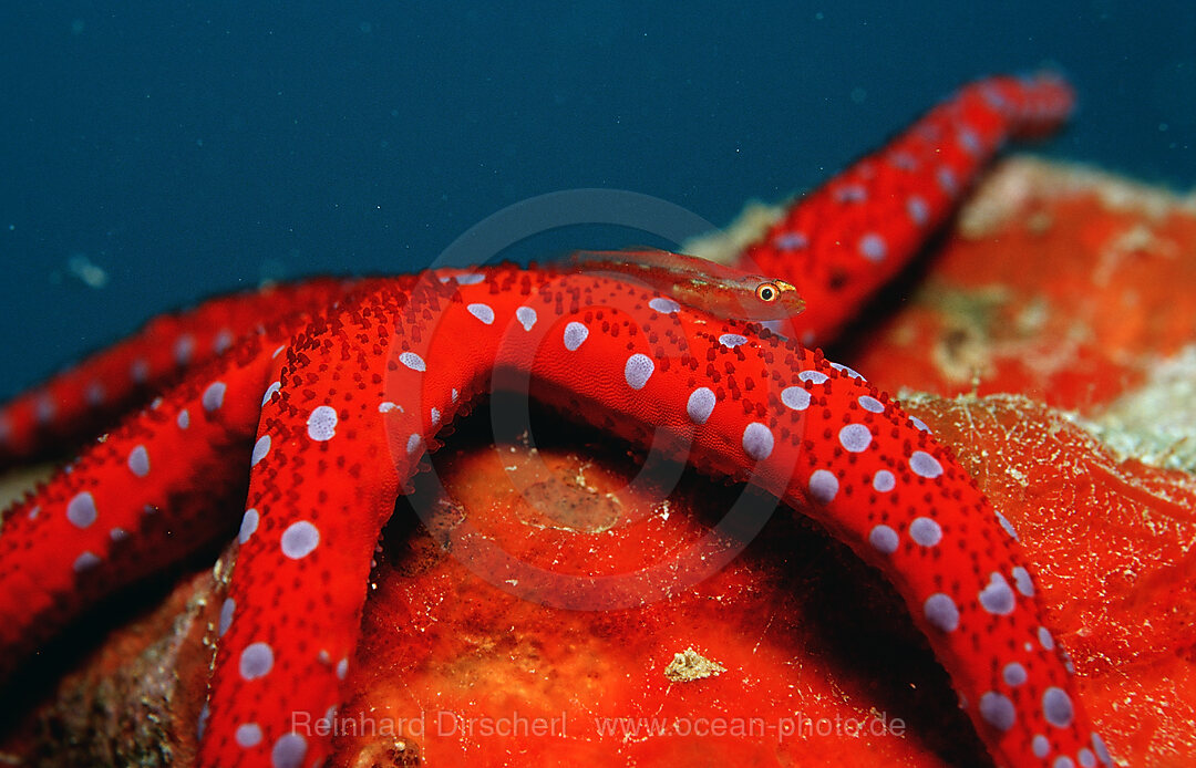 Common ghost goby on Red starfish