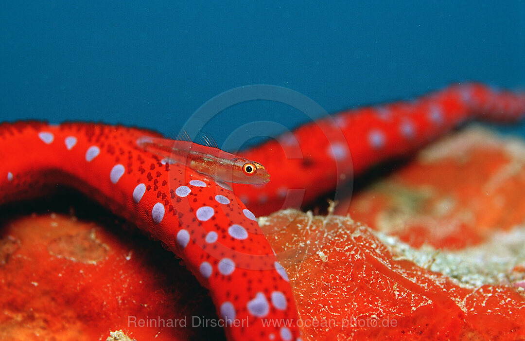 Common ghost goby on Red starfish