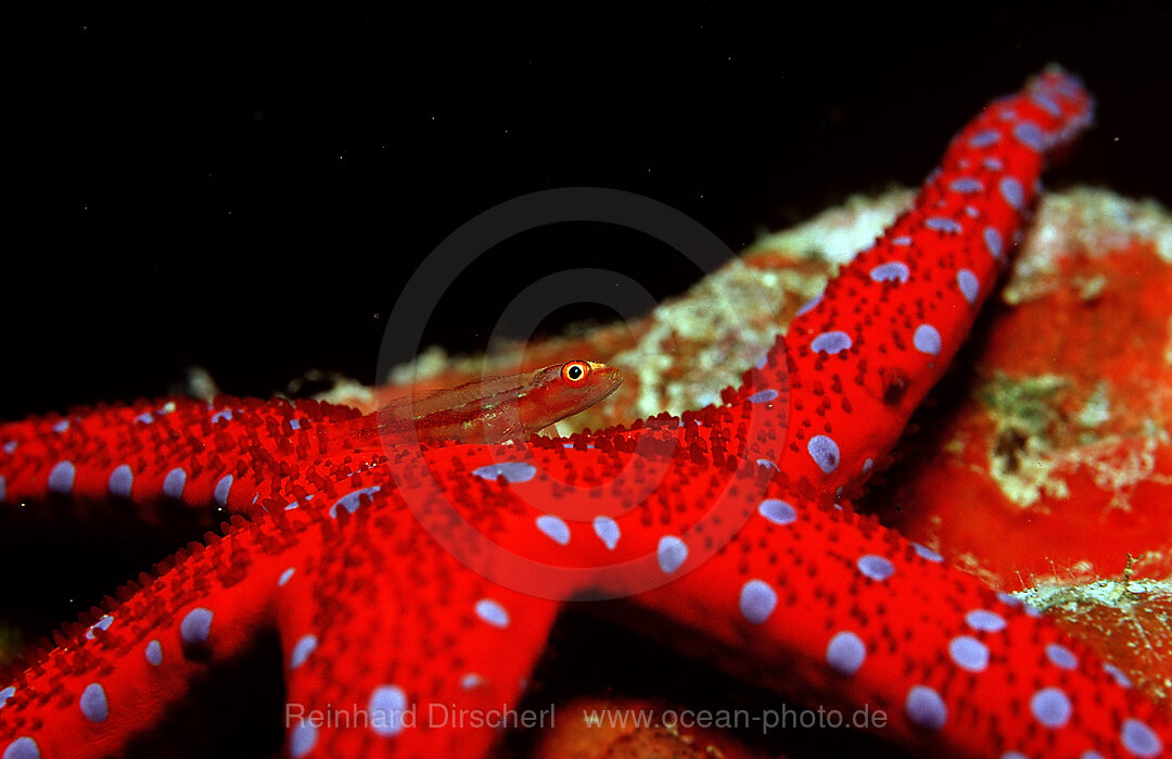 Common ghost goby on Red starfish
