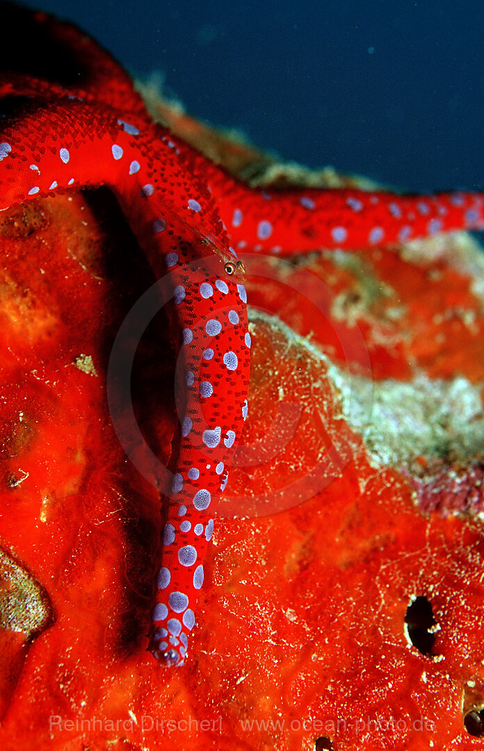 Common ghost goby on Red starfish
