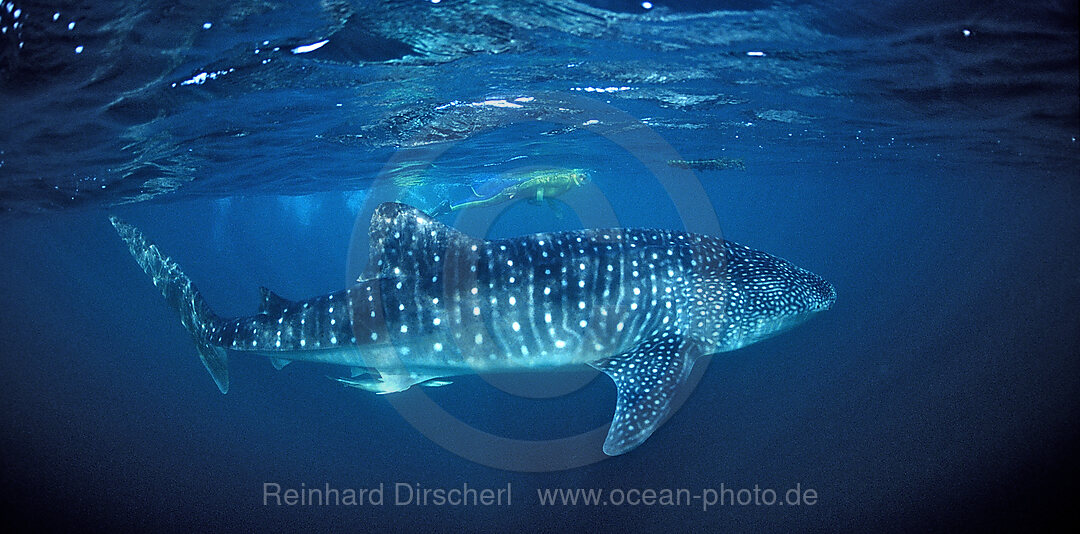 Whale shark, Rhincodon thypus, Afar Triangle, Gulf of Aden, Gulf of Tadjourah, Djibouti, Djibuti, Africa