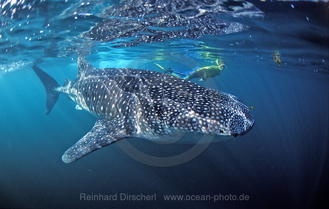 Female snorkeler swims with Whale shark