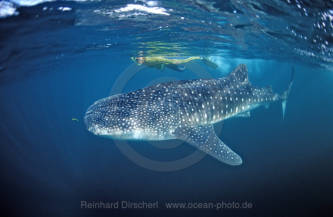 Female snorkeler swims with Whale shark