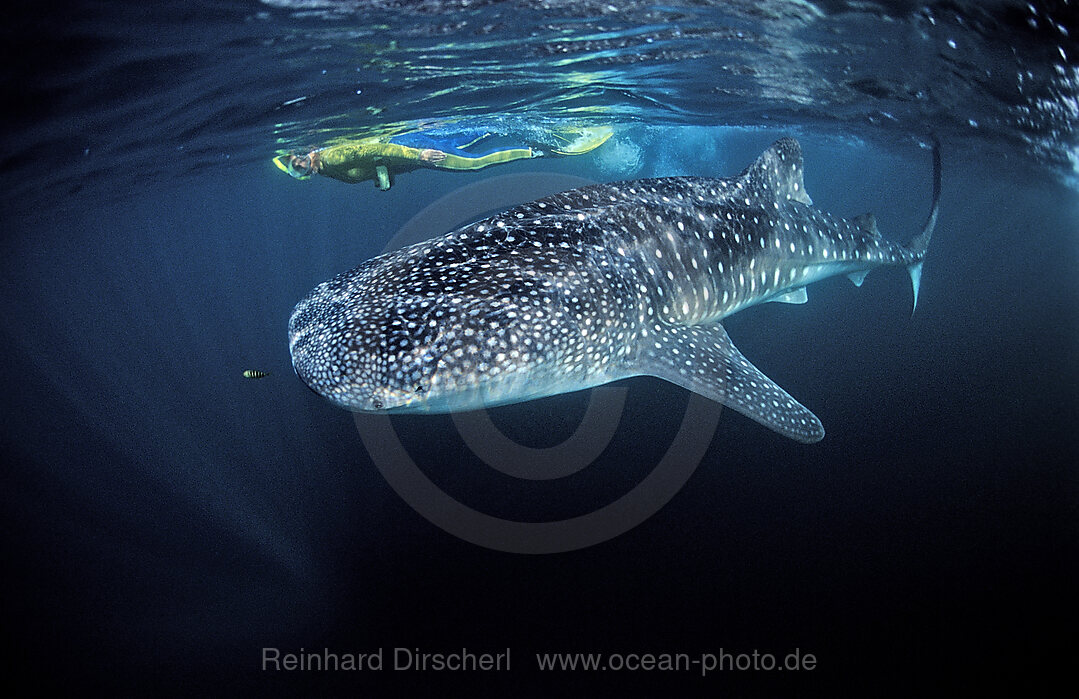 Female snorkeler swims with Whale shark, Rhincodon thypus, Afar Triangle, Gulf of Aden, Gulf of Tadjourah, Djibouti, Djibuti, Africa