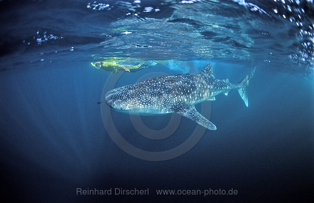 Female snorkeler swims with Whale shark