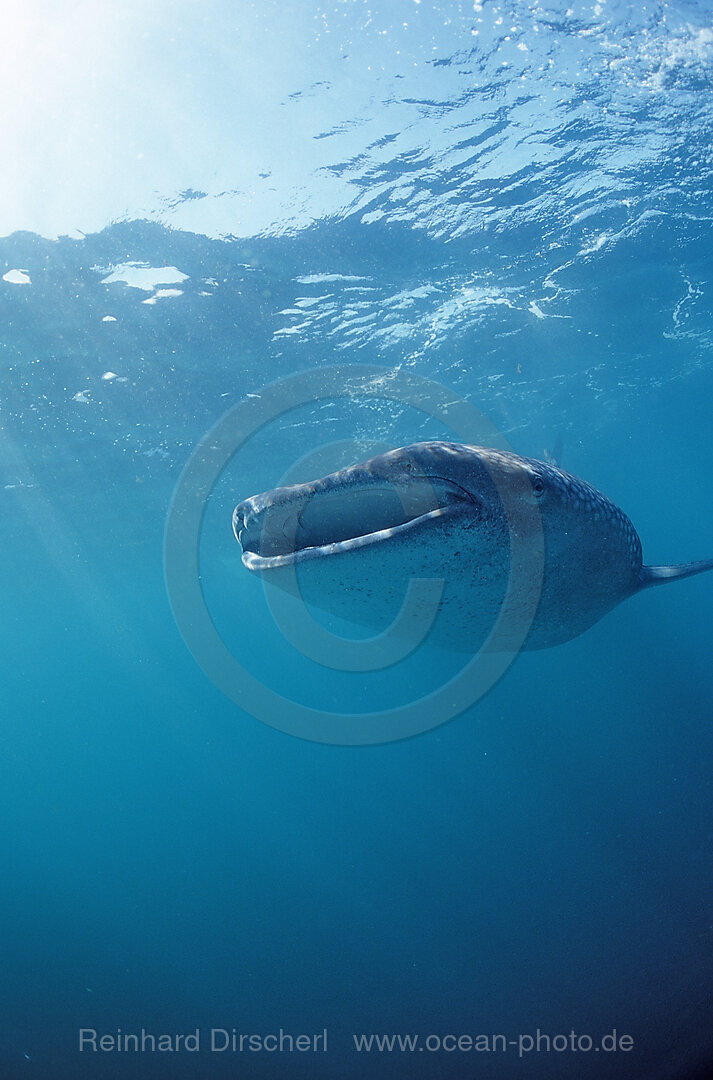 Eating Whale shark