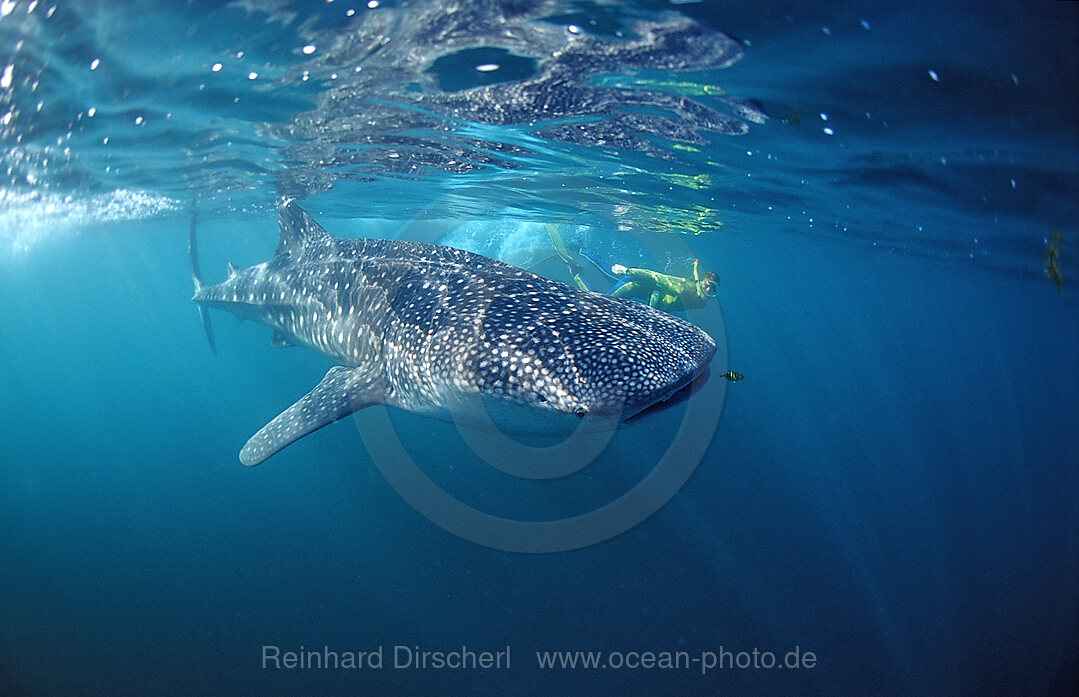 Female snorkeler swims with Whale shark