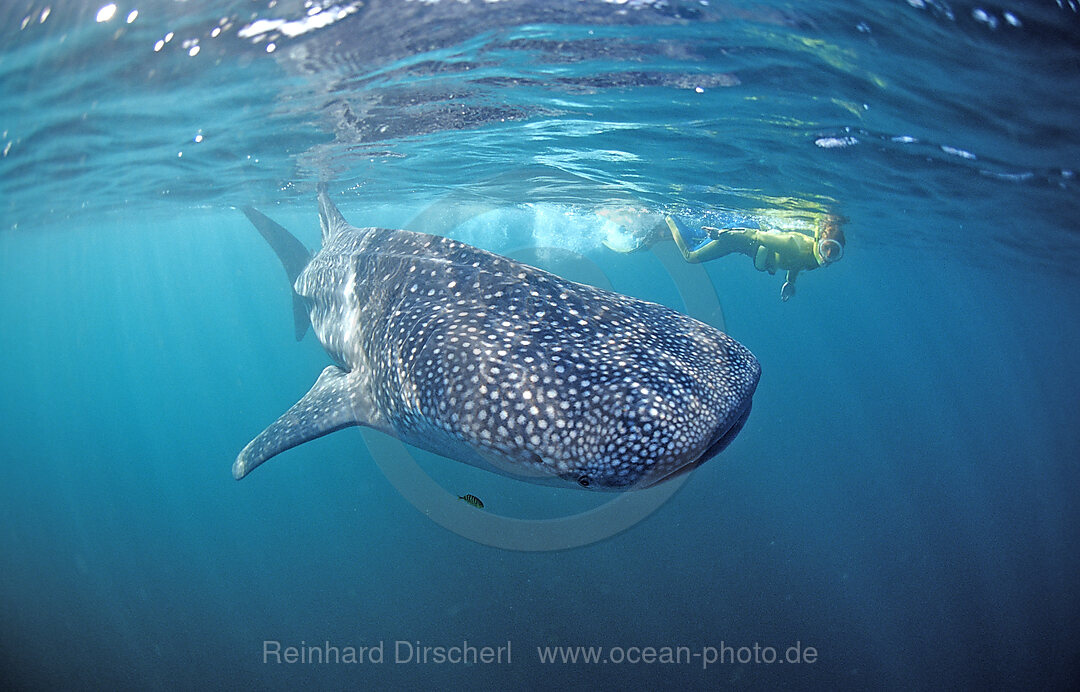 Female snorkeler swims with Whale shark, Rhincodon thypus, Afar Triangle, Gulf of Aden, Gulf of Tadjourah, Djibouti, Djibuti, Africa