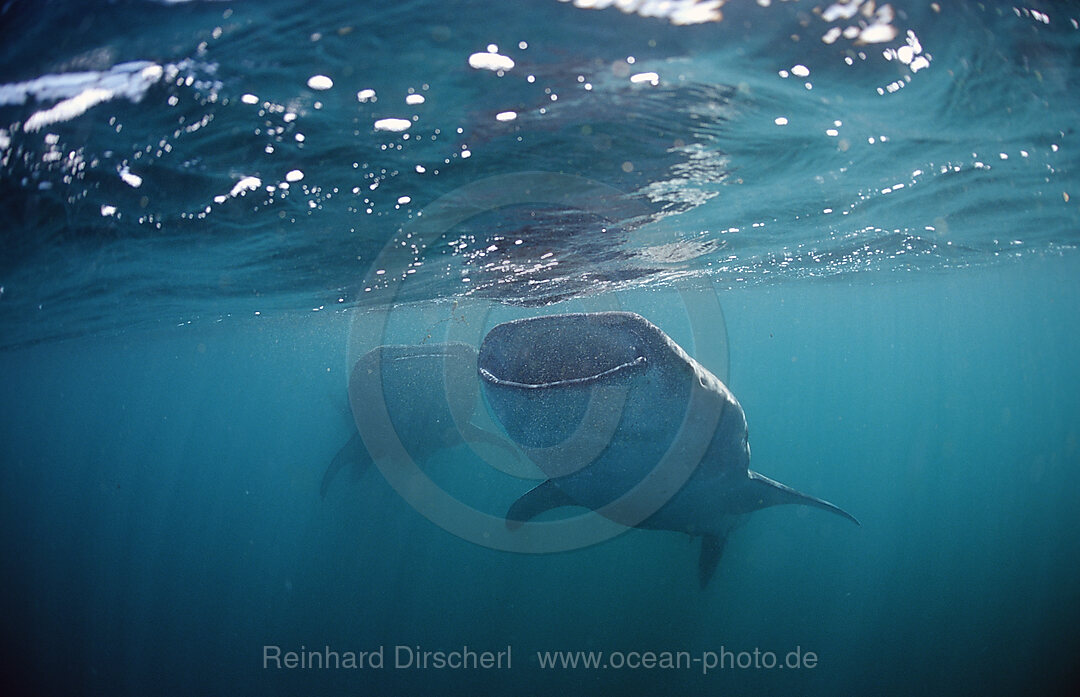 Two Whale sharks, Rhincodon thypus, Afar Triangle, Gulf of Aden, Gulf of Tadjourah, Djibouti, Djibuti, Africa