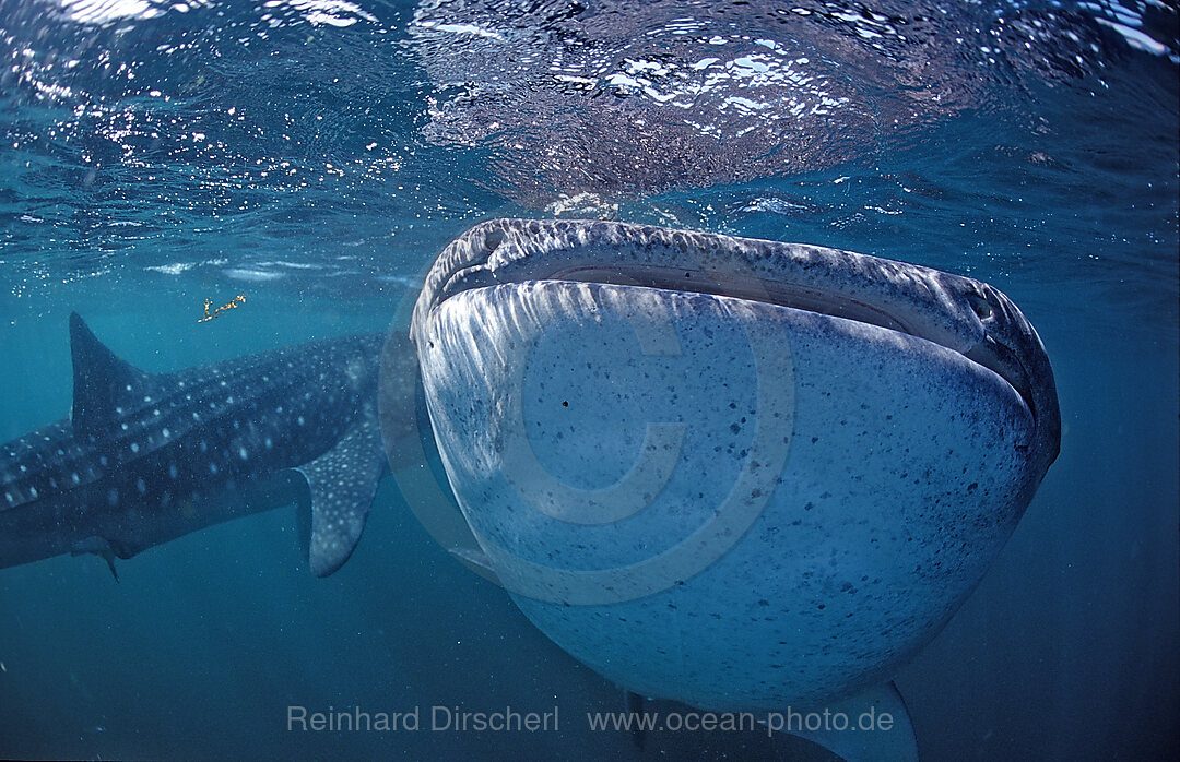 Zwei Walhaie, Rhincodon thypus, Afar Dreieck, Golf von Aden, Golf von Tadjourah, Djibouti, Dschibuti, Afrika