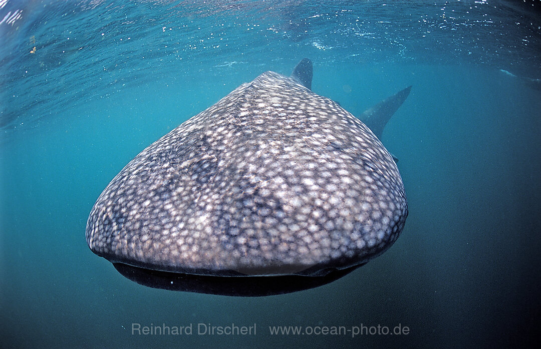 Whale shark
