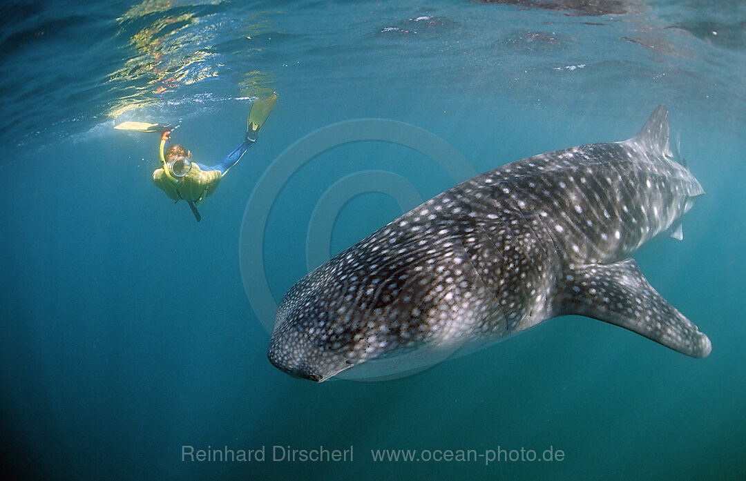 Female snorkeler swims with Whale shark, Rhincodon thypus, Afar Triangle, Gulf of Aden, Gulf of Tadjourah, Djibouti, Djibuti, Africa