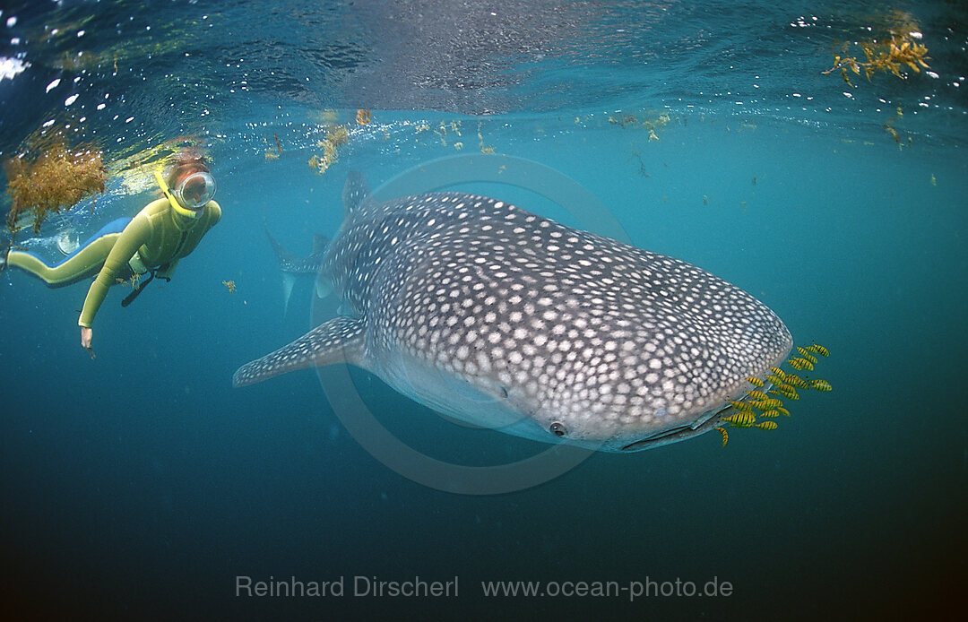 Walhai und Schnorchler, Rhincodon thypus, Afar Dreieck, Golf von Aden, Golf von Tadjourah, Djibouti, Dschibuti, Afrika