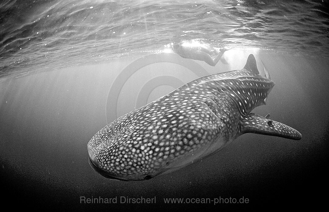 Female snorkeler swims with Whale shark