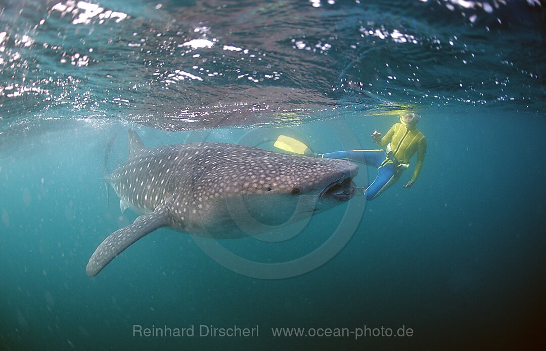 Female snorkeler swims with Whale shark