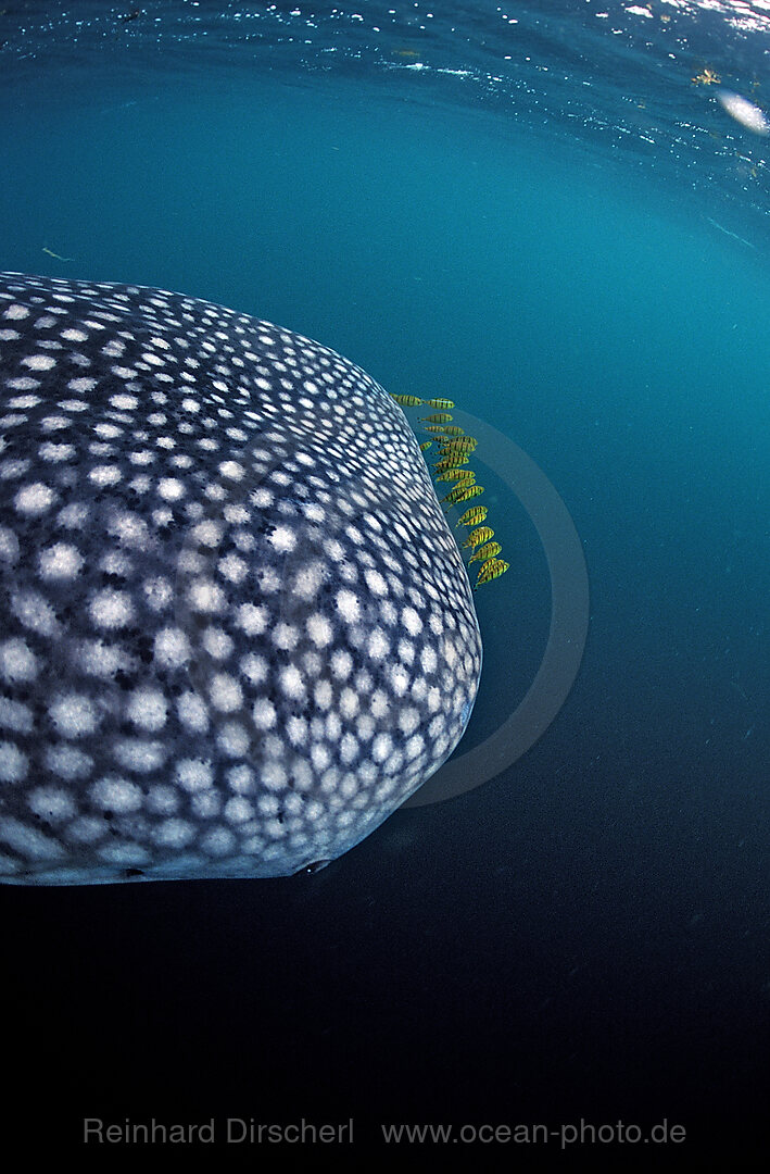 Whale shark with yellow pilot fishes