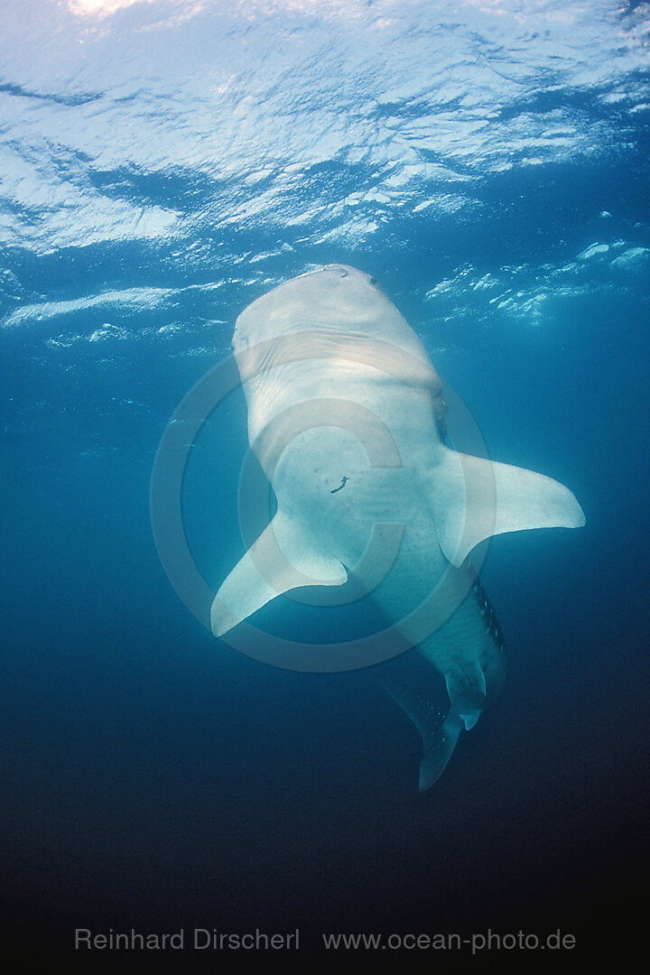 Eating Whale shark, Rhincodon thypus, Afar Triangle, Gulf of Aden, Gulf of Tadjourah, Djibouti, Djibuti, Africa