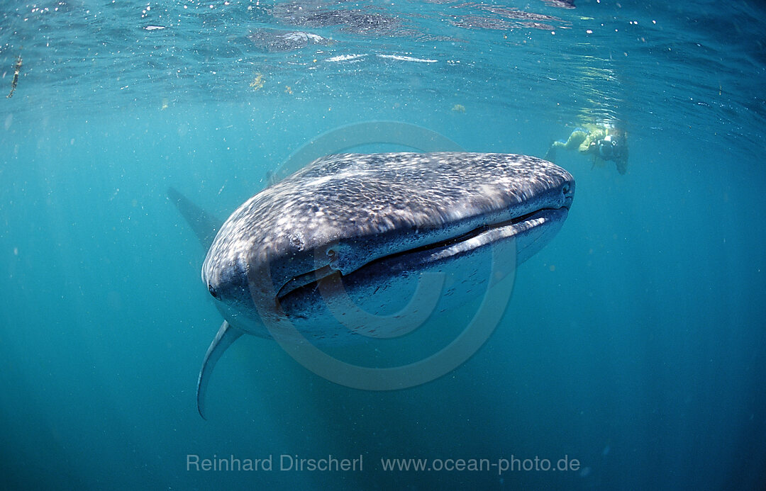 Walhai und Schnorchler, Rhincodon thypus, Afar Dreieck, Golf von Aden, Golf von Tadjourah, Djibouti, Dschibuti, Afrika