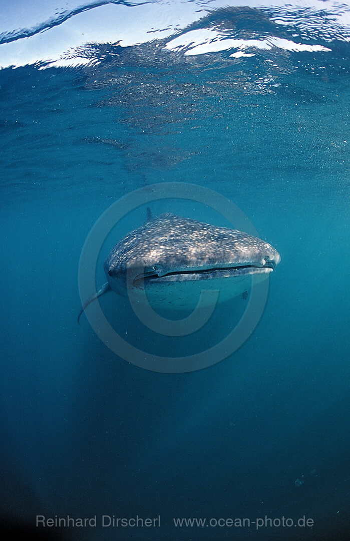 Whale shark, Rhincodon thypus, Afar Triangle, Gulf of Aden, Gulf of Tadjourah, Djibouti, Djibuti, Africa