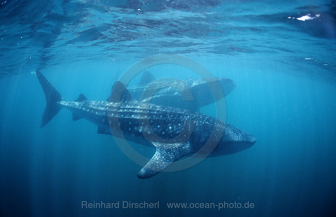 Zwei Walhaie, Rhincodon thypus, Afar Dreieck, Golf von Aden, Golf von Tadjourah, Djibouti, Dschibuti, Afrika