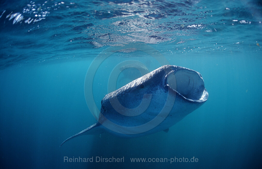 Two eating Whale sharks, Rhincodon thypus, Afar Triangle, Gulf of Aden, Gulf of Tadjourah, Djibouti, Djibuti, Africa