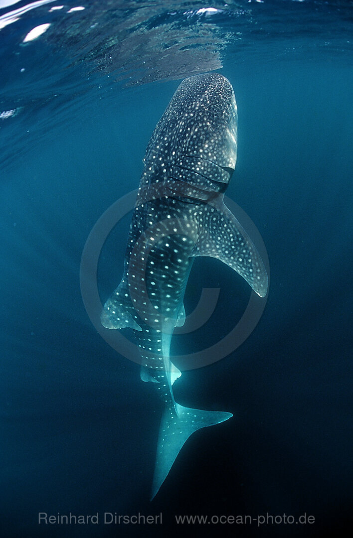 Eating Whale shark, Rhincodon thypus, Afar Triangle, Gulf of Aden, Gulf of Tadjourah, Djibouti, Djibuti, Africa