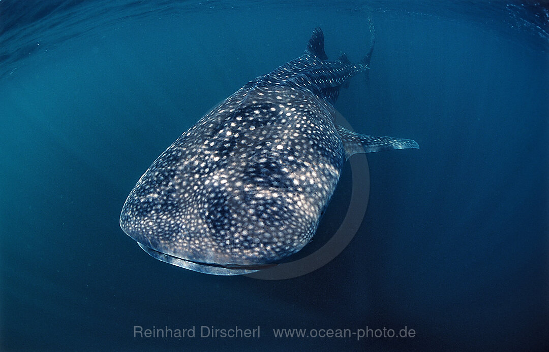 Walhai, Rhincodon thypus, Afar Dreieck, Golf von Aden, Golf von Tadjourah, Djibouti, Dschibuti, Afrika