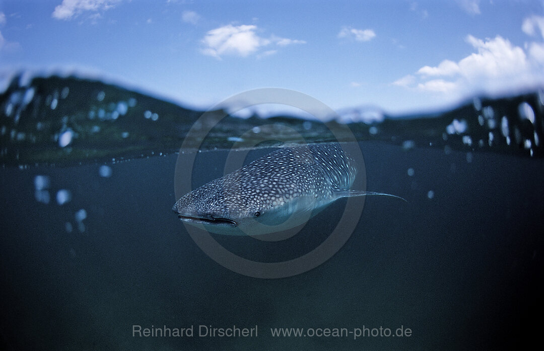 Walhai, Rhincodon thypus, Afar Dreieck, Golf von Aden, Golf von Tadjourah, Djibouti, Dschibuti, Afrika