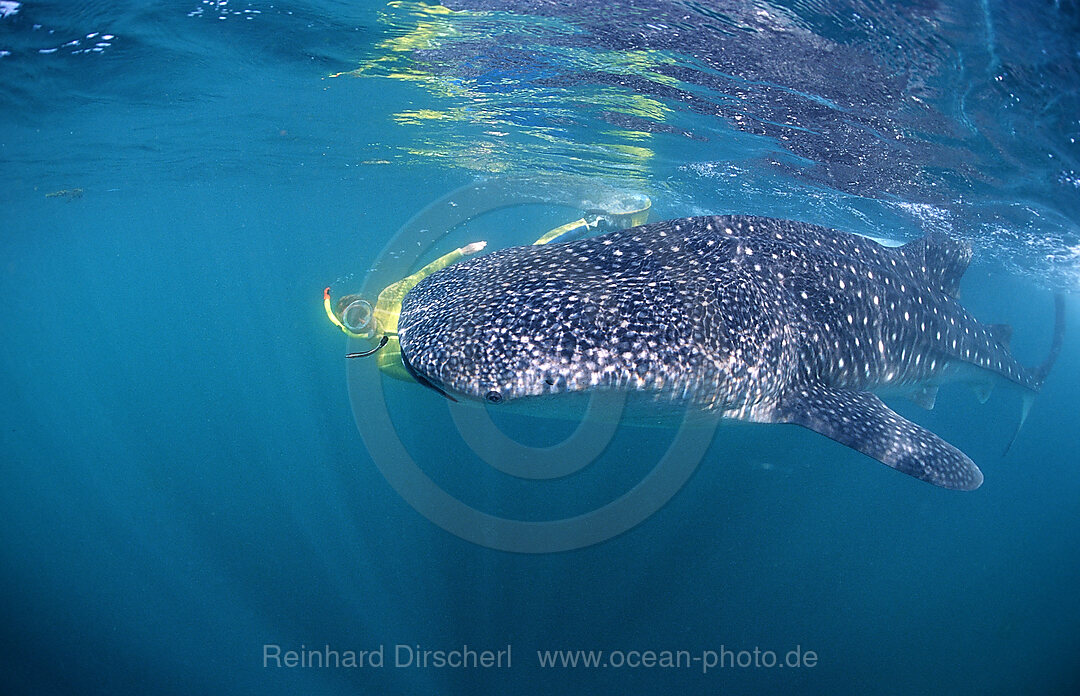 Walhai und Schnorchler, Rhincodon thypus, Afar Dreieck, Golf von Aden, Golf von Tadjourah, Djibouti, Dschibuti, Afrika