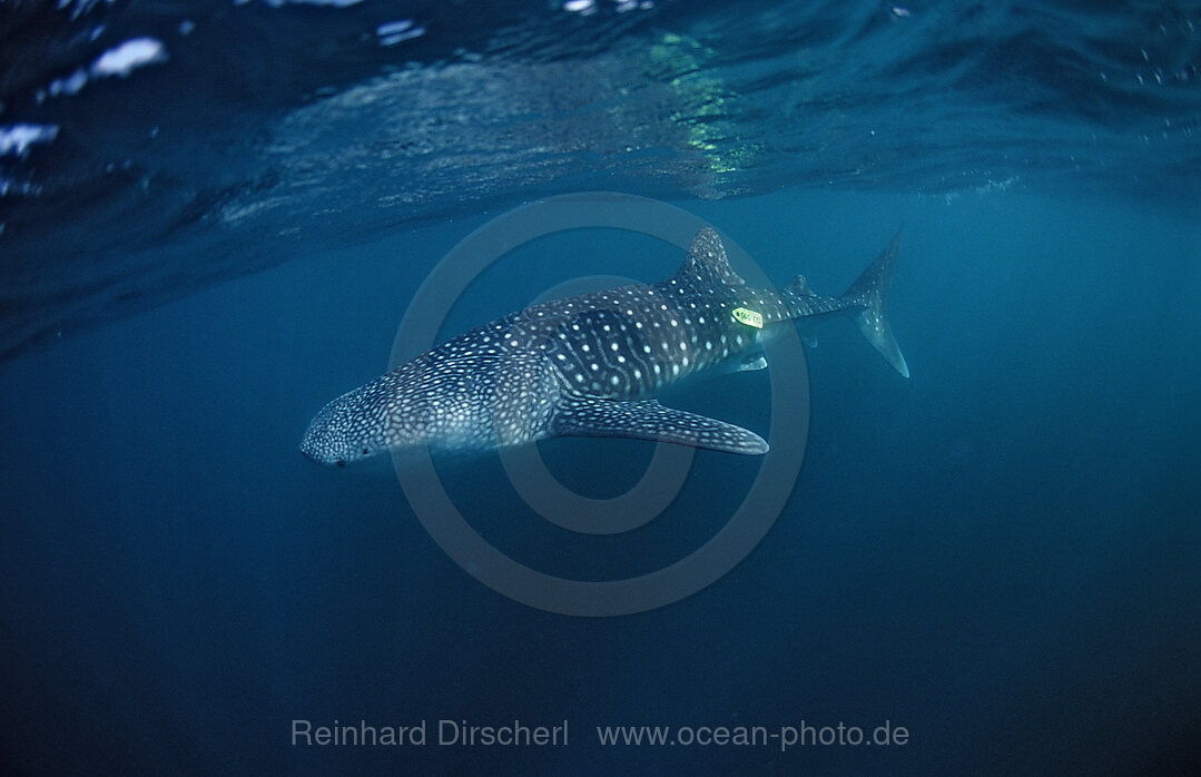 Markierter Walhai, Rhincodon thypus, Afar Dreieck, Golf von Aden, Golf von Tadjourah, Djibouti, Dschibuti, Afrika