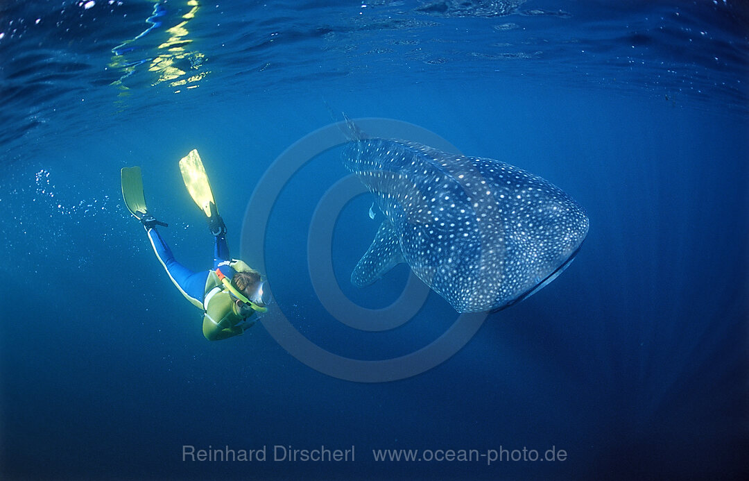 Female snorkeler swims with Whale shark, Rhincodon thypus, Afar Triangle, Gulf of Aden, Gulf of Tadjourah, Djibouti, Djibuti, Africa