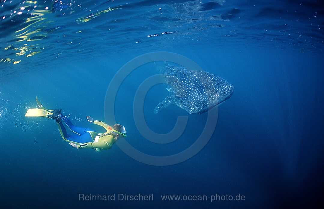 Walhai und Schnorchler, Rhincodon thypus, Afar Dreieck, Golf von Aden, Golf von Tadjourah, Djibouti, Dschibuti, Afrika