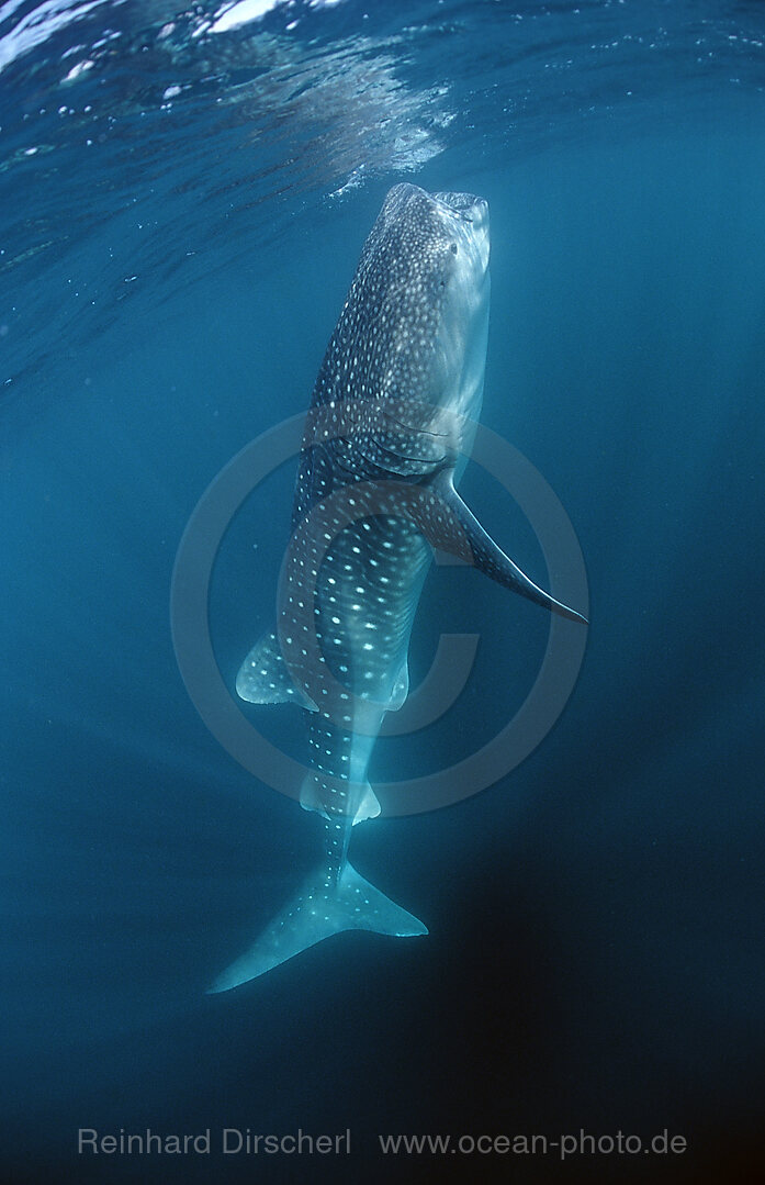 Fressender Walhai, Rhincodon thypus, Afar Dreieck, Golf von Aden, Golf von Tadjourah, Djibouti, Dschibuti, Afrika