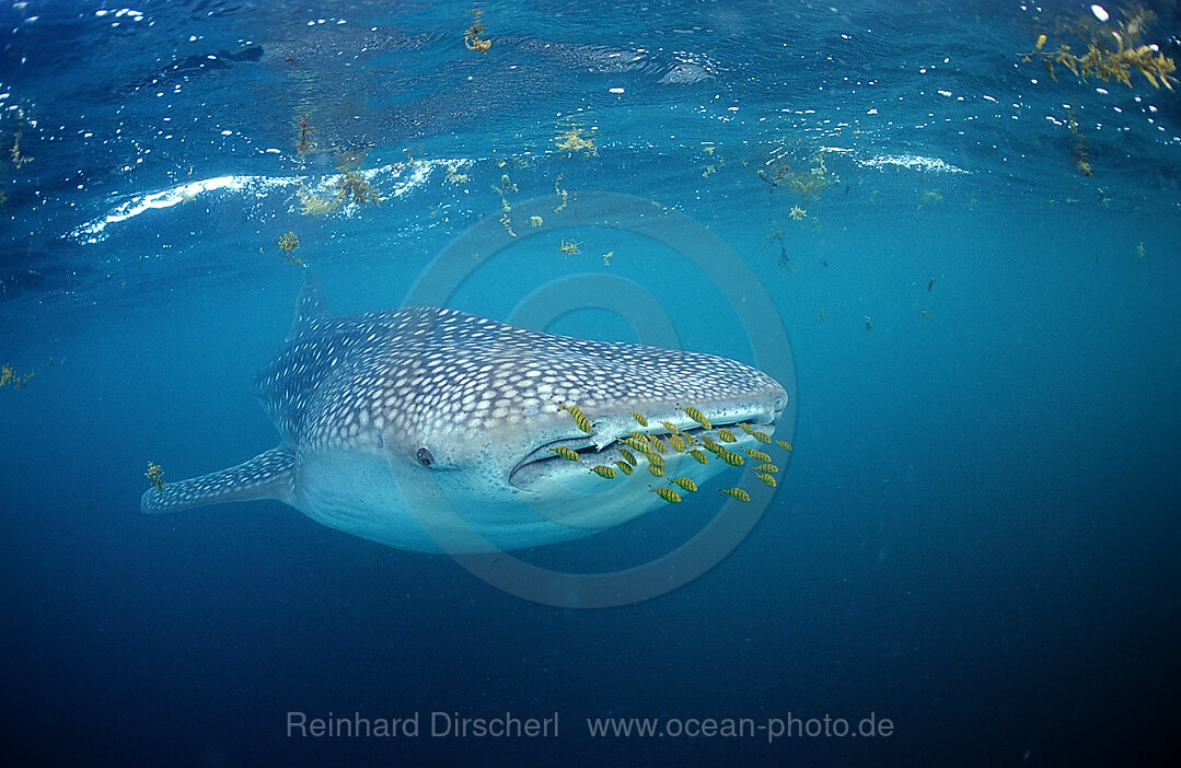 Fressender Walhai mit gelben Pilotfischen, Rhincodon thypus, Afar Dreieck, Golf von Aden, Golf von Tadjourah, Djibouti, Dschibuti, Afrika