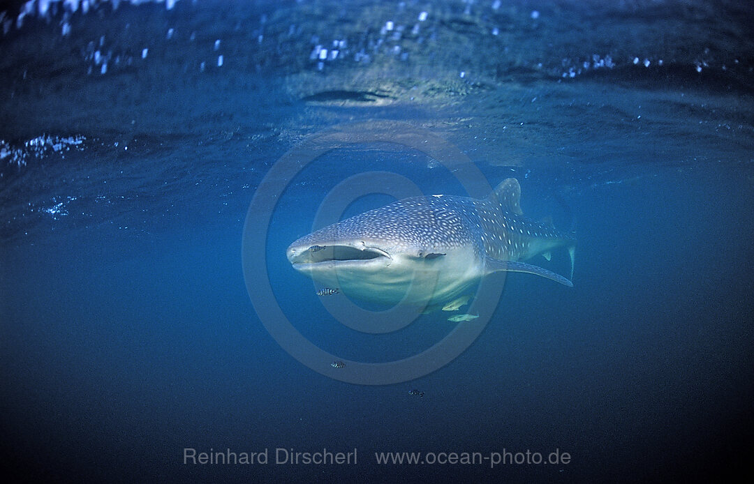 Fressender Walhai mit gelben Pilotfischen, Rhincodon thypus, Afar Dreieck, Golf von Aden, Golf von Tadjourah, Djibouti, Dschibuti, Afrika