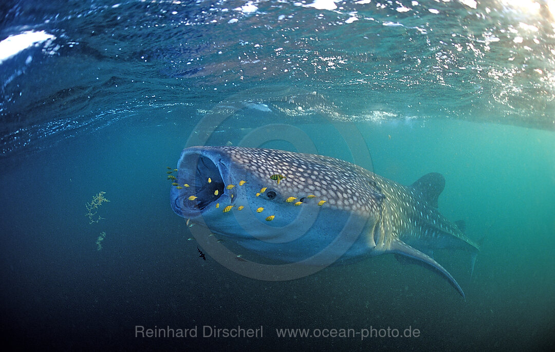 Fressender Walhai mit gelben Pilotfischen, Rhincodon thypus, Afar Dreieck, Golf von Aden, Golf von Tadjourah, Djibouti, Dschibuti, Afrika