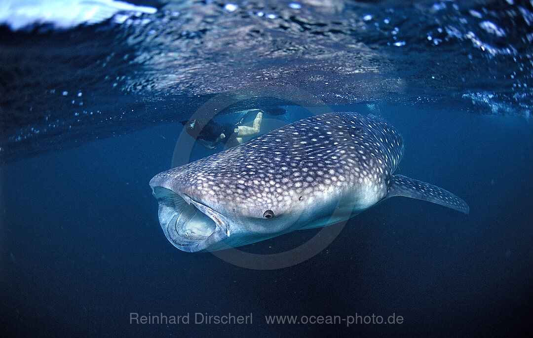 Walhai und Schnorchler, Rhincodon thypus, Afar Dreieck, Golf von Aden, Golf von Tadjourah, Djibouti, Dschibuti, Afrika