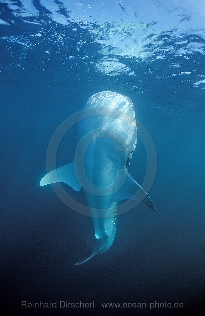 Eating Whale shark, Rhincodon thypus, Afar Triangle, Gulf of Aden, Gulf of Tadjourah, Djibouti, Djibuti, Africa