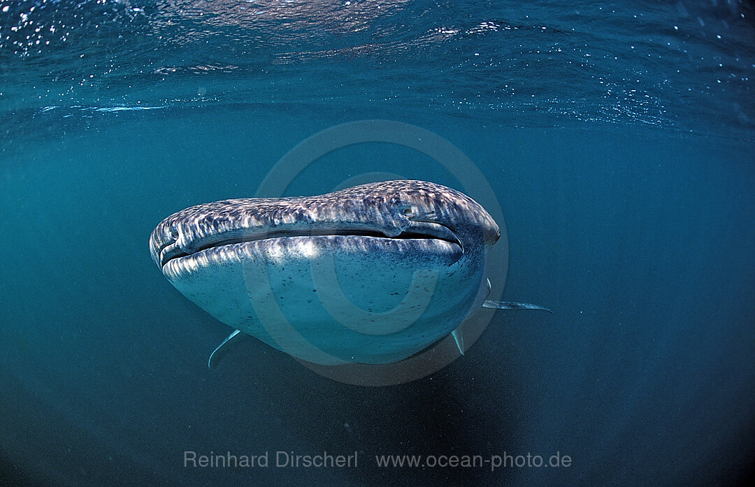 Walhai, Rhincodon thypus, Afar Dreieck, Golf von Aden, Golf von Tadjourah, Djibouti, Dschibuti, Afrika