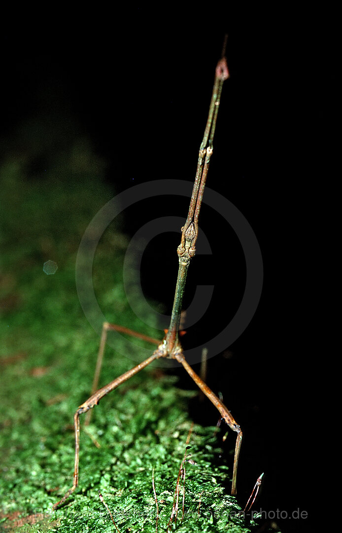 Stabheuschrecke, Phasmatidea, Phamida, Borneo, Sarawak, Gunung Mulu NP, Malaysia