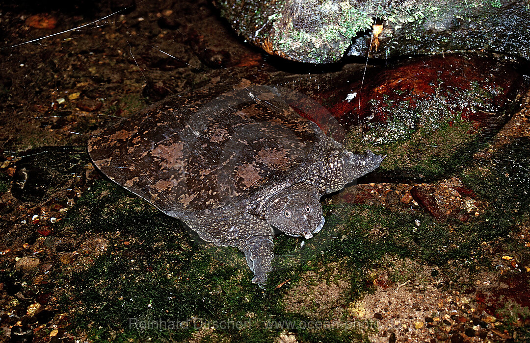 Asiatische Weichschildkroete, Dogania subplana, Borneo, Sarawak, Gunung Mulu NP, Malaysia