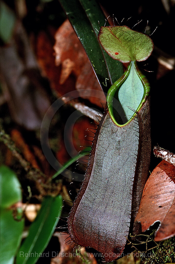 Kannenpflanze, Nepenthes tentaculata, Borneo, Sabah, Kota Kinabalu, Rafflesia Forest Reserve, Malaysia