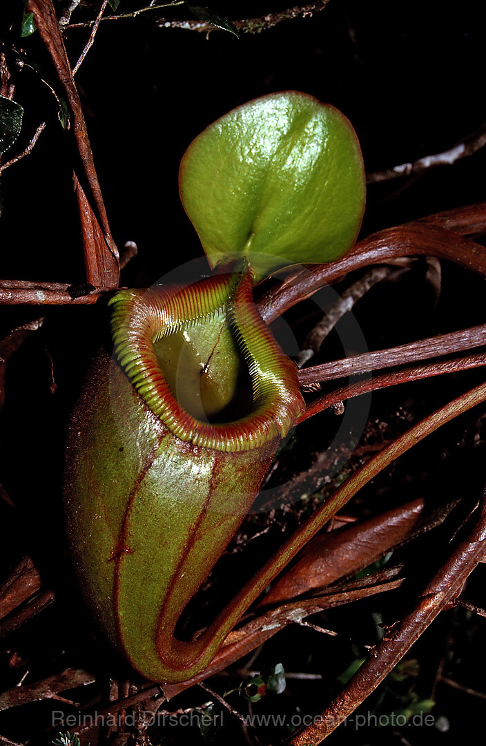 pitcher plant