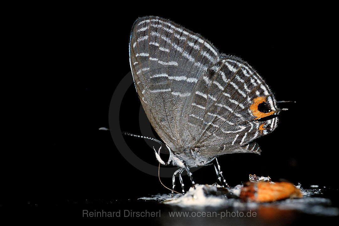Tropischer Schmetterling