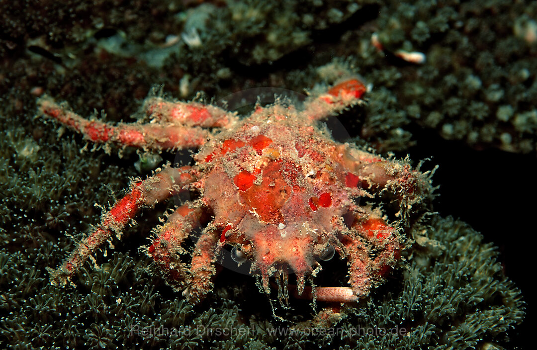 Ornamental crab