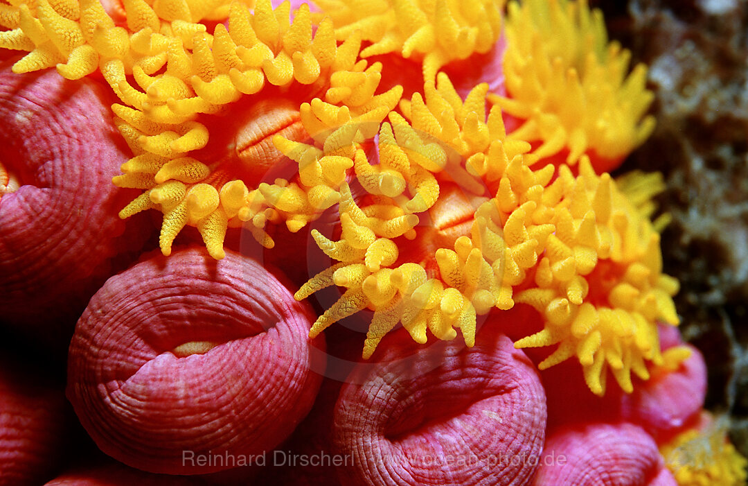 Gelbe Krustenanemone, Dendrophillia (Tubastrea) sp., Suedchinesisches Meer, Malaysia