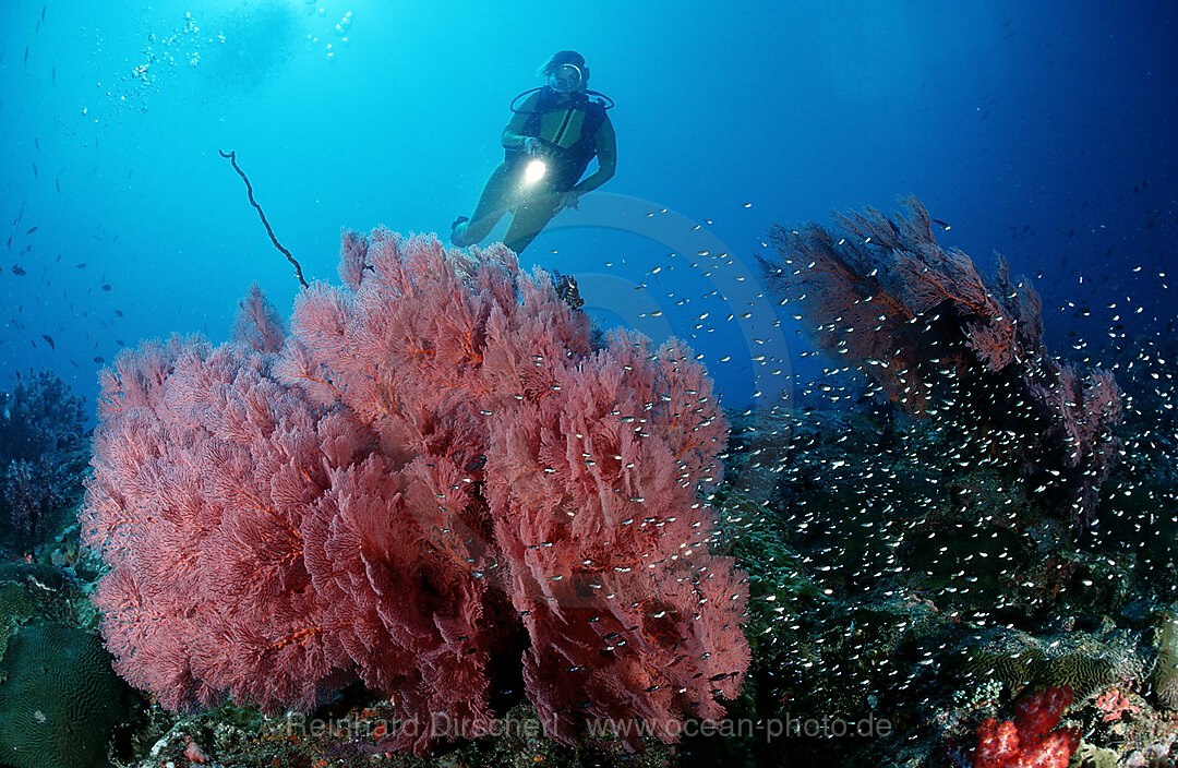 Taucher und Korallenriff, Suedchinesisches Meer, Malaysia