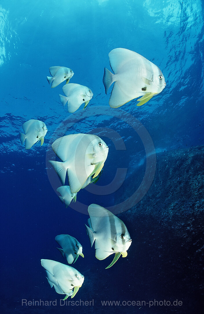 Langflossen-Fledermausfisch, Platax teira, Suedchinesisches Meer, Malaysia